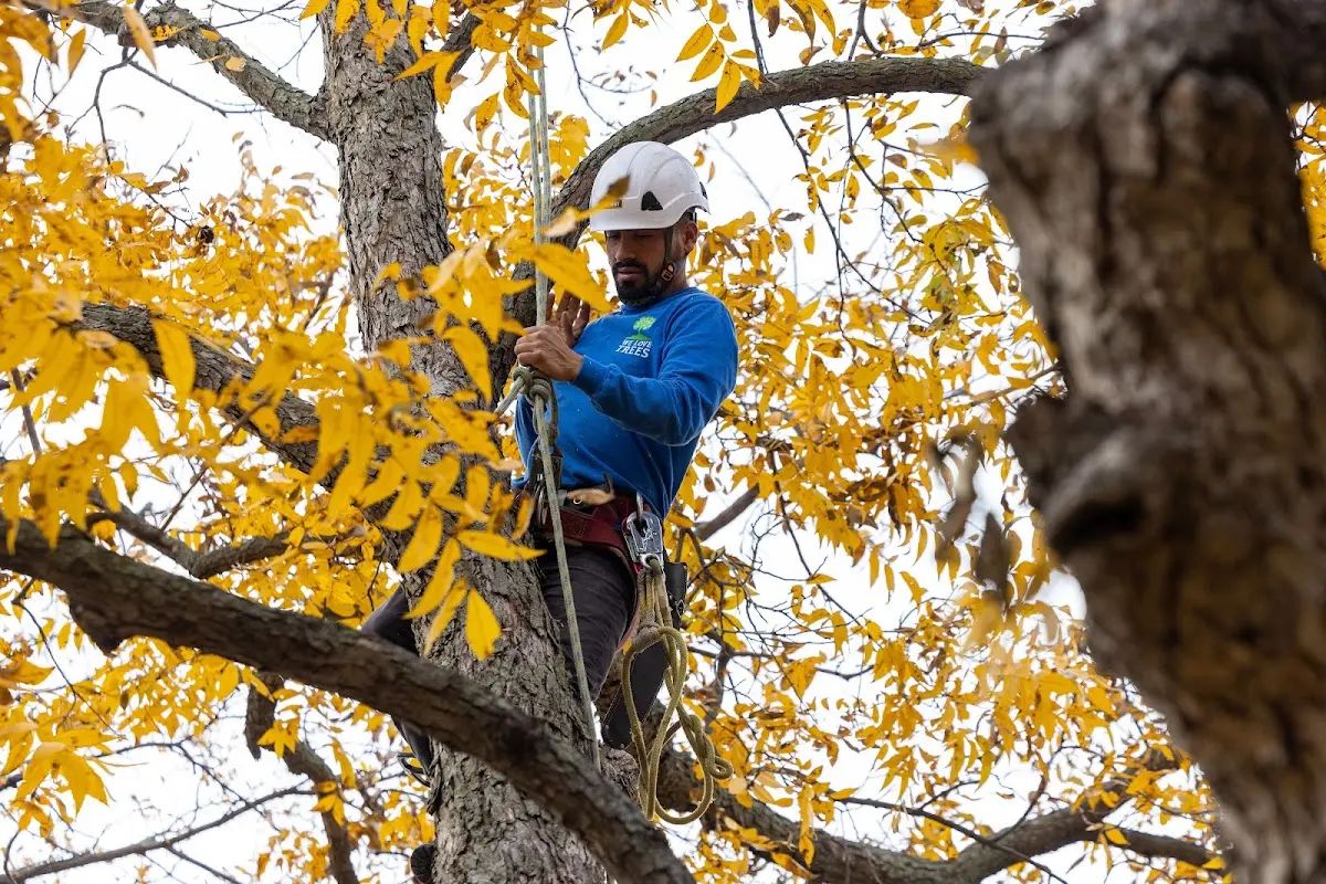 Skilled Tree Trimming crew working in Hereford
